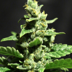 Auto New York City (Нью Йорк Сити ТГК 18%)